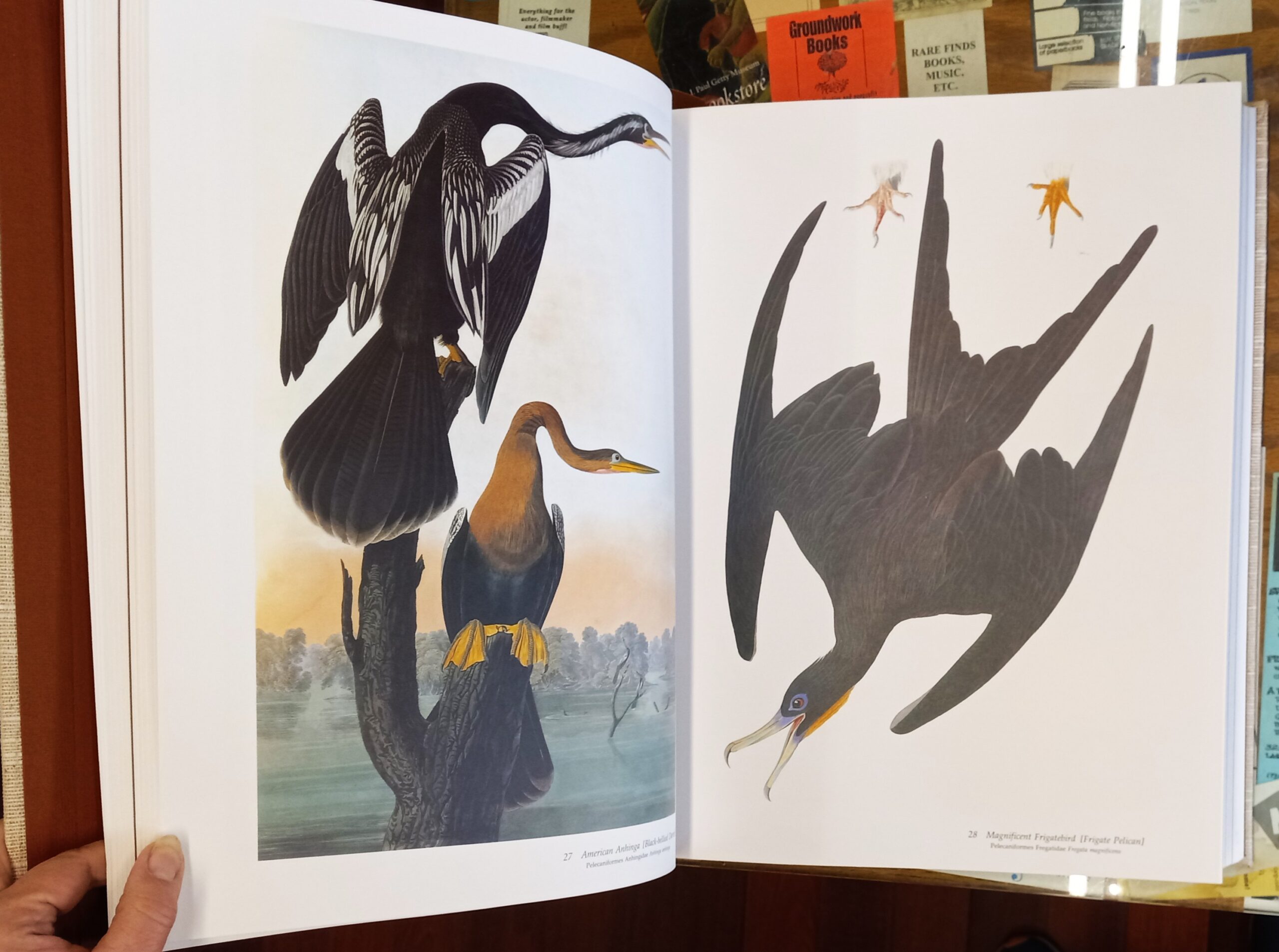 Audubon's Birds of America pages
