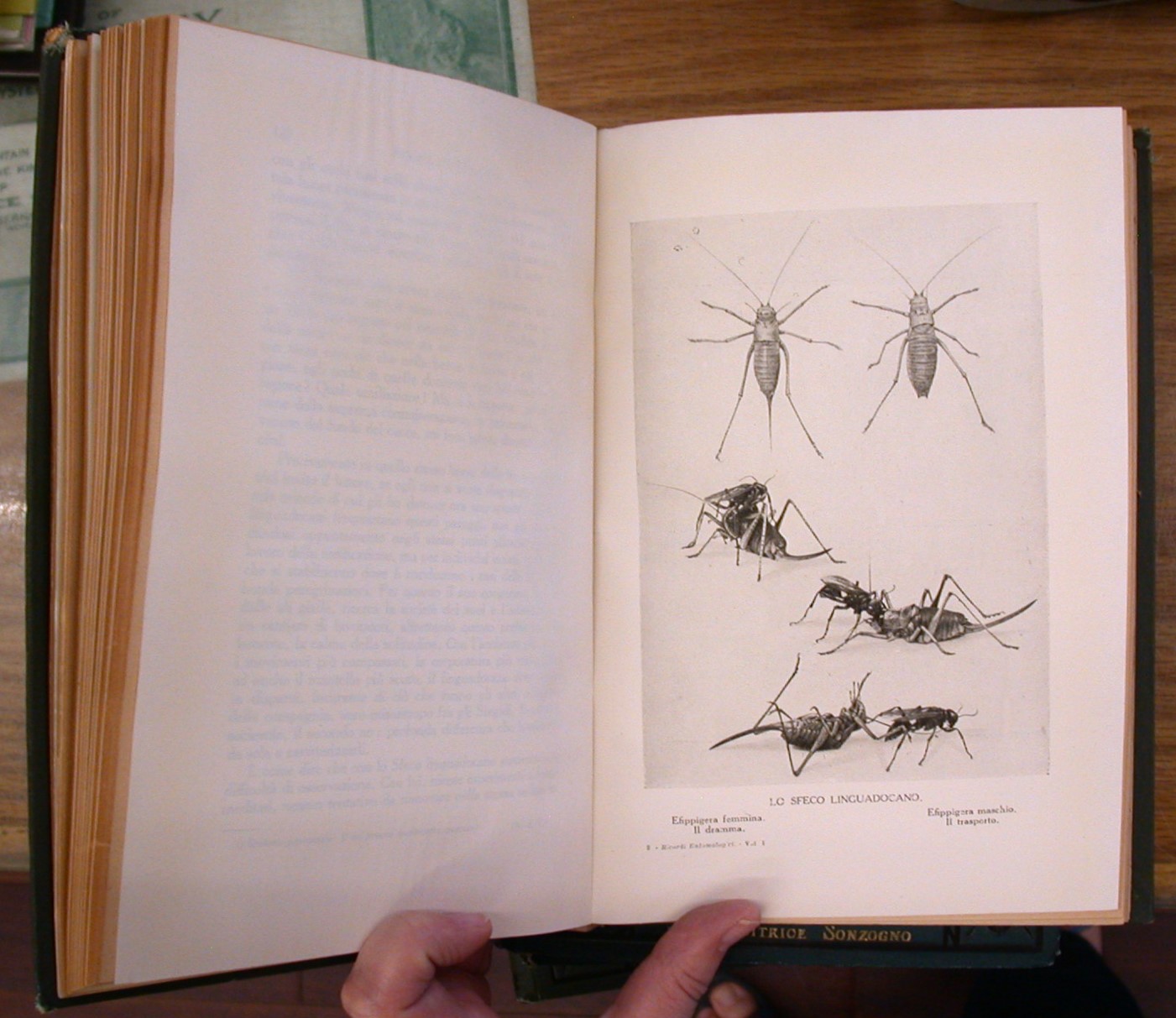 Ricordi Entomologici illustration