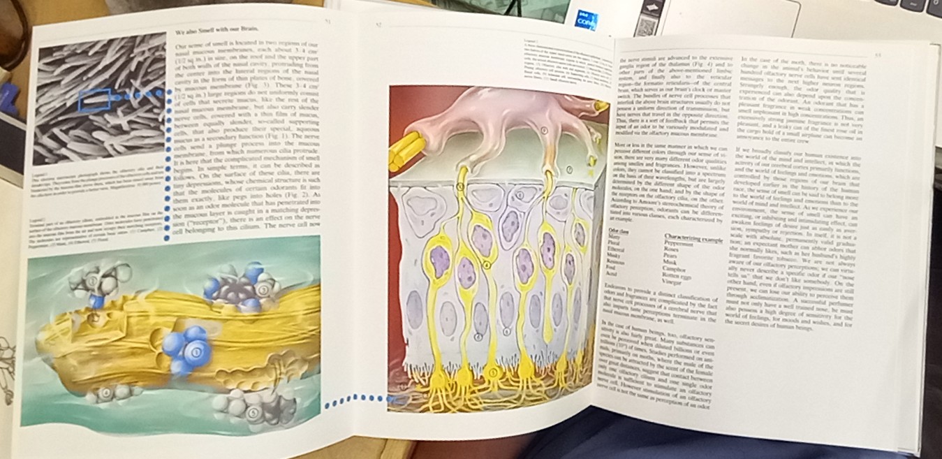 The H&R Book of Perfume pages