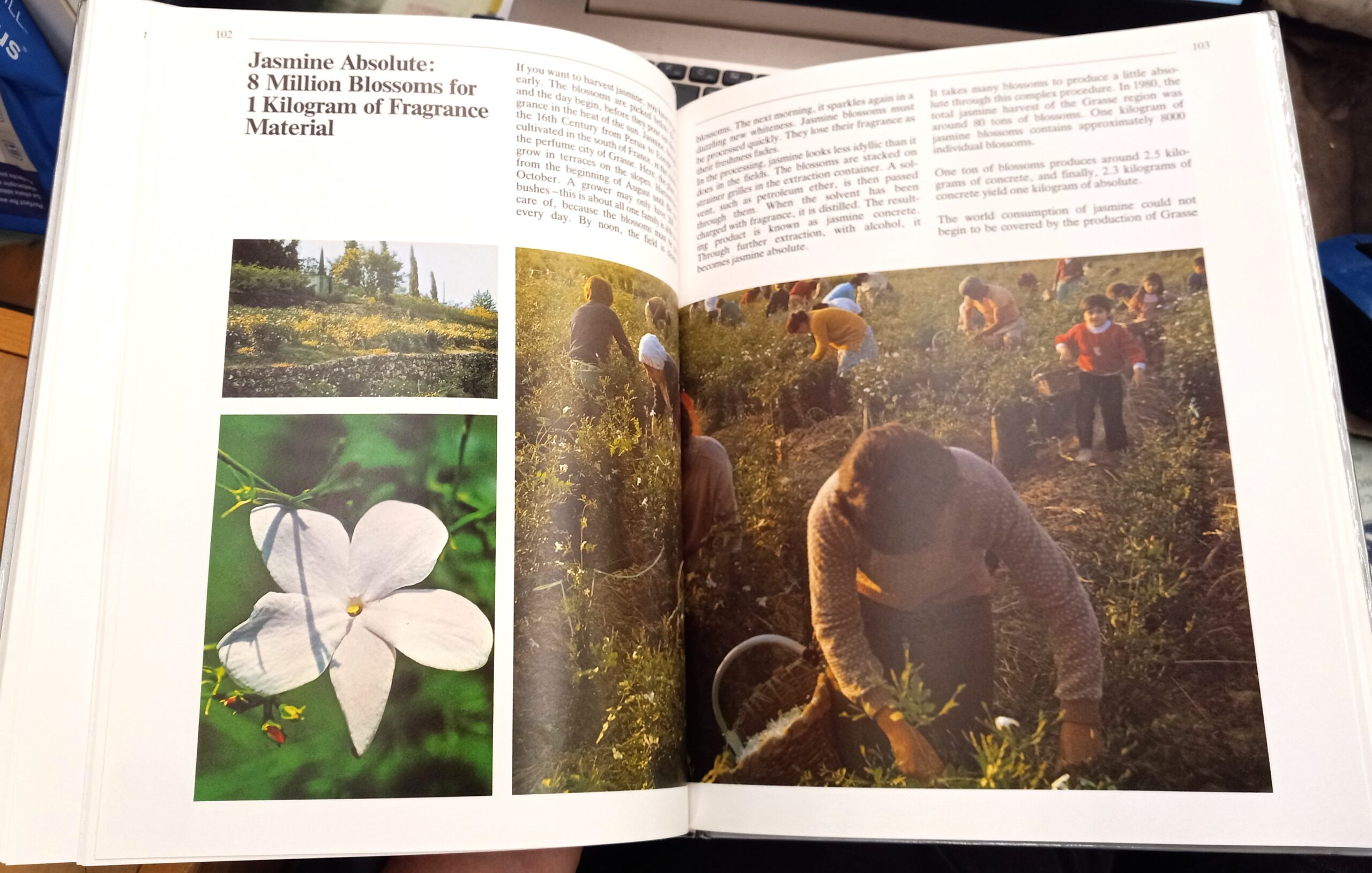 The H&R Book of Perfume pages