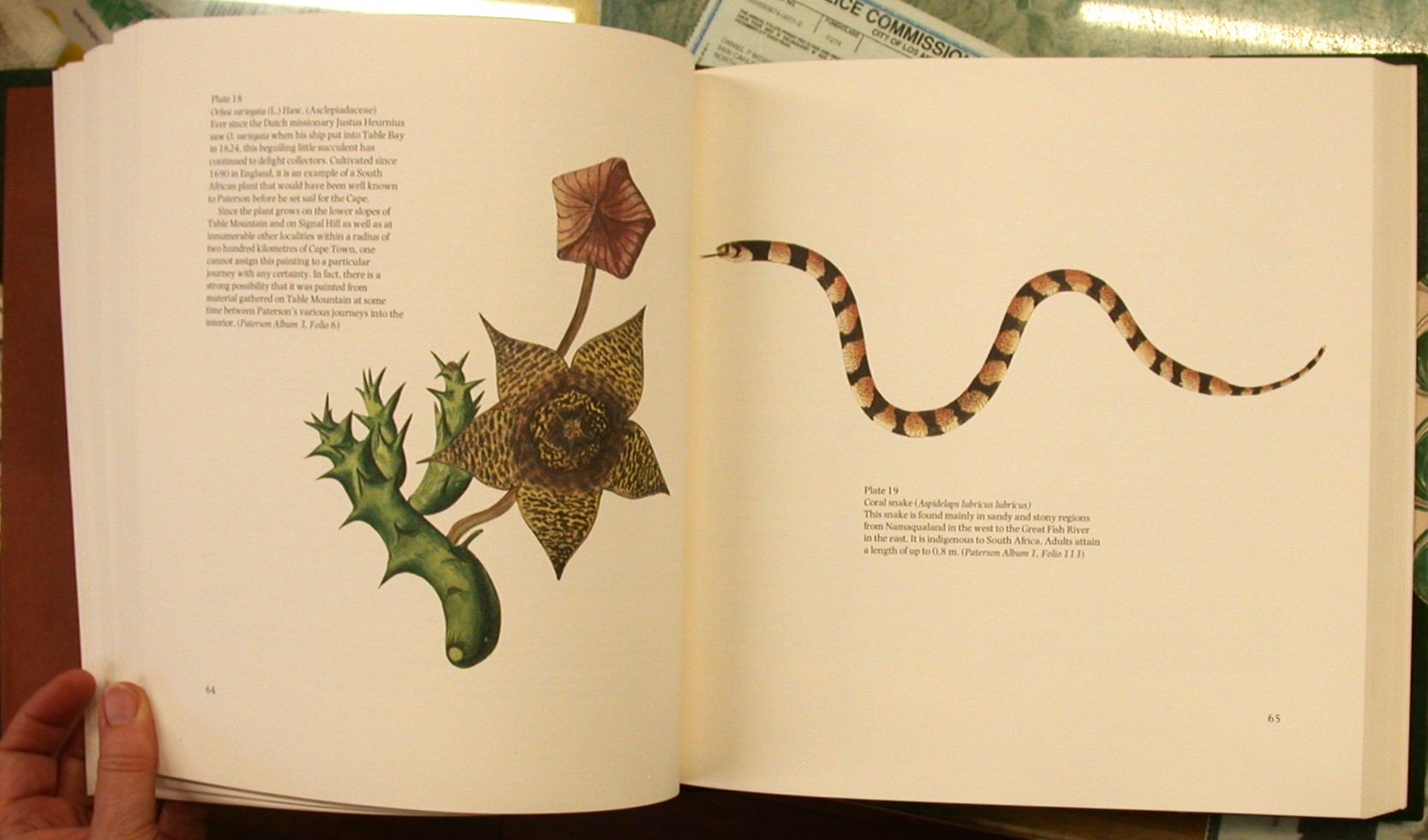Paterson's Cape Travels pages with color illustrations